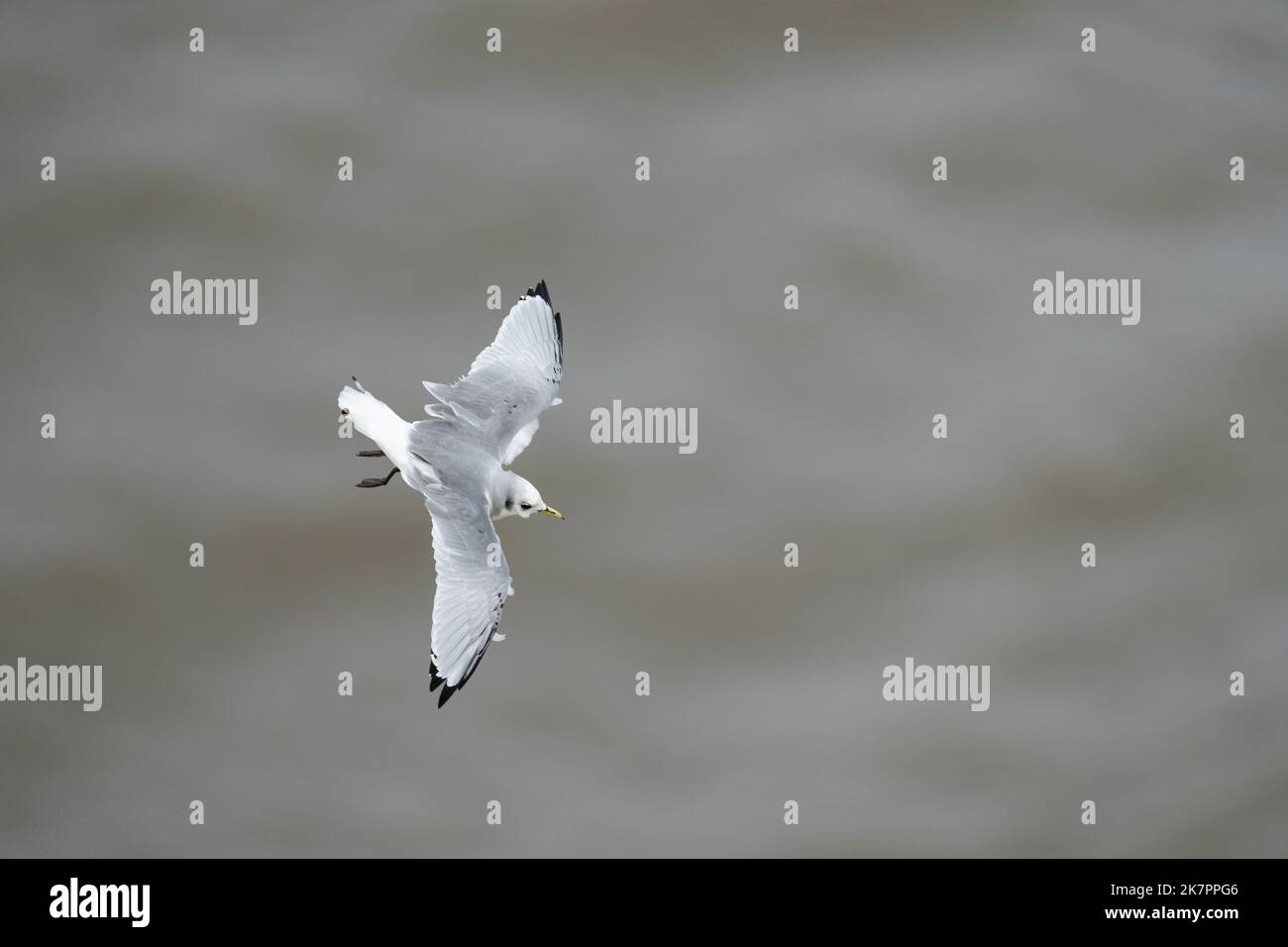 Kittiwake Rissa tridactyla, un oiseau en plumage de 1st été en vol à côté des falaises, Yorkshire, Royaume-Uni, août Banque D'Images
