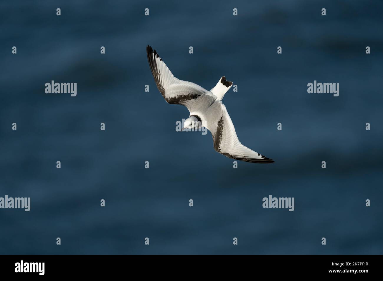 Kittiwake Rissa tridactyla, un jeune oiseau en chute libre lors de forts courants d'air à côté des falaises, Yorkshire, Royaume-Uni, août Banque D'Images