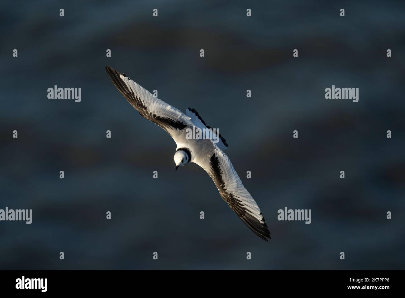 Kittiwake Rissa tridactyla, un jeune oiseau en chute libre lors de forts courants d'air à côté des falaises, Yorkshire, Royaume-Uni, août Banque D'Images