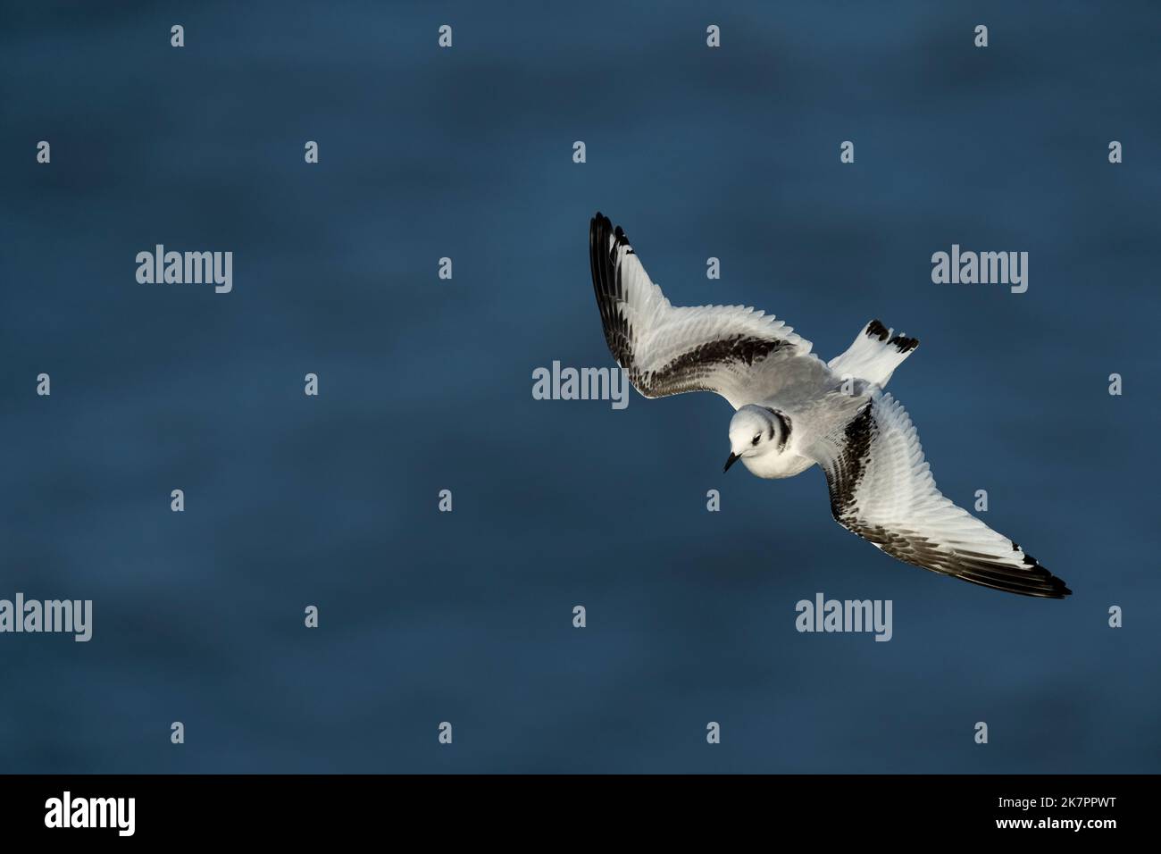 Kittiwake Rissa tridactyla, un oiseau juvénile révèle les détails de plumage de l'aile supérieure et du corps pendant le vol en utilisant les courants d'air Banque D'Images