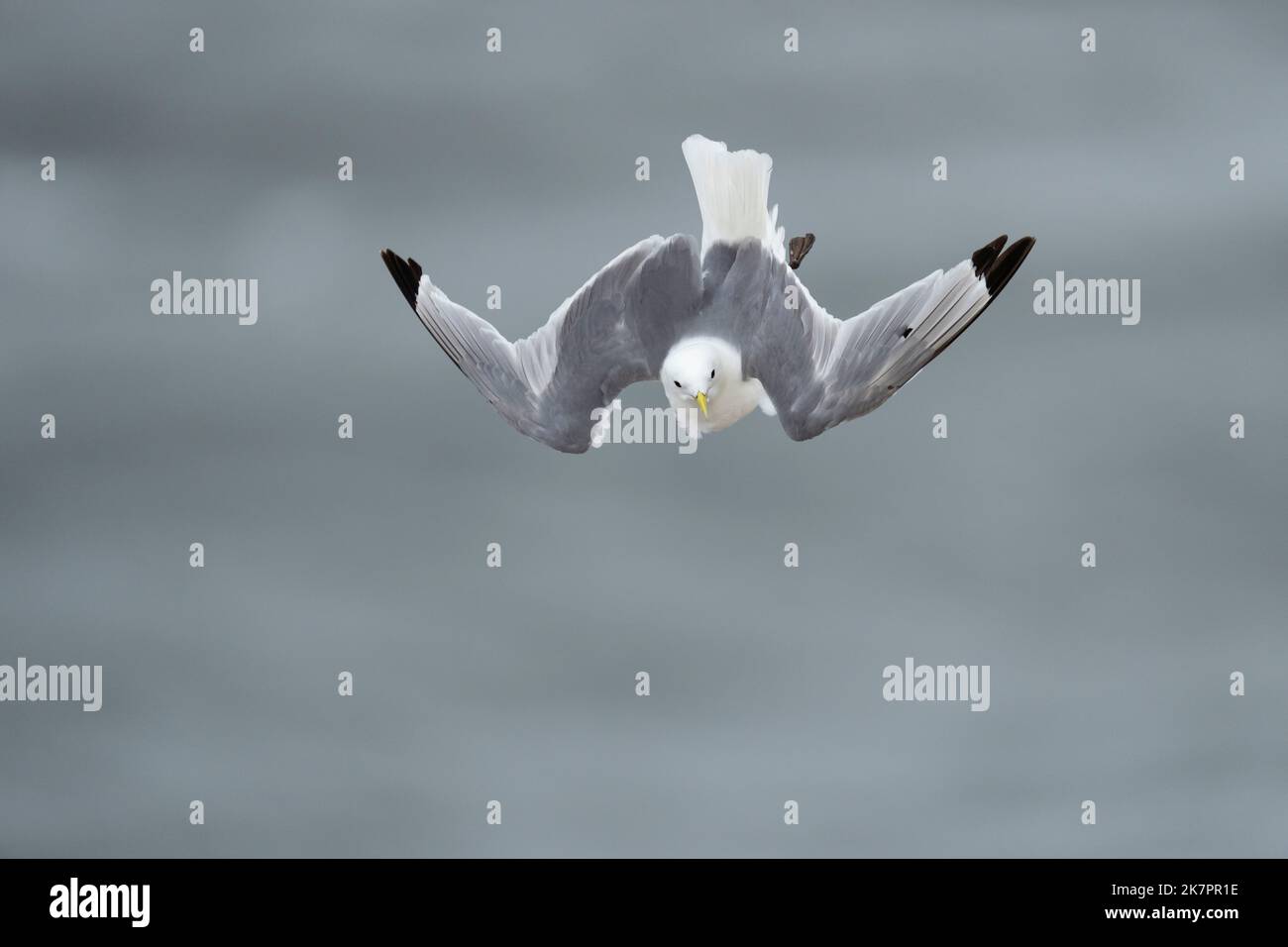 Kittiwake Rissa tridactyla, un oiseau adulte en plumage se balance dans les vents forts à côté d'une falaise, Yorkshire, Royaume-Uni, août Banque D'Images