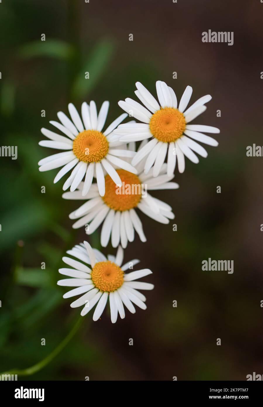 Fleurs blanches de pâquerettes sur fond noir. Fleurs de camomille en fleurs Banque D'Images