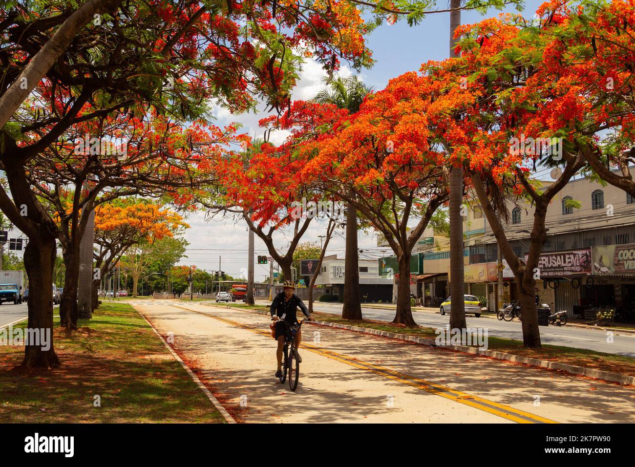 Goias, Brésil – 18 octobre 2022 : Un cycliste traversant l'allée des flamants fleuris sur l'Avenida Goiás Norte, à Goiás. Delonix regia Banque D'Images