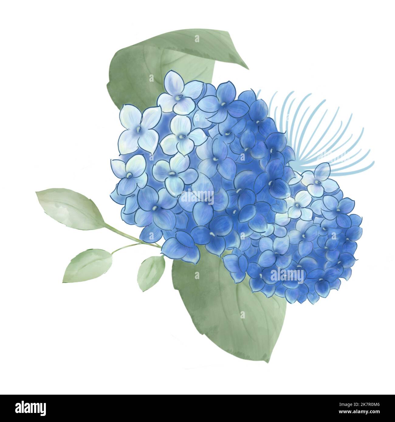 Branche de fleur d'hortensia bleue avec feuilles vertes. Aquarelle peinture à la main, belle conception pour carte de greetibg, invitation de mariage, réseaux de cosial et plus encore Banque D'Images