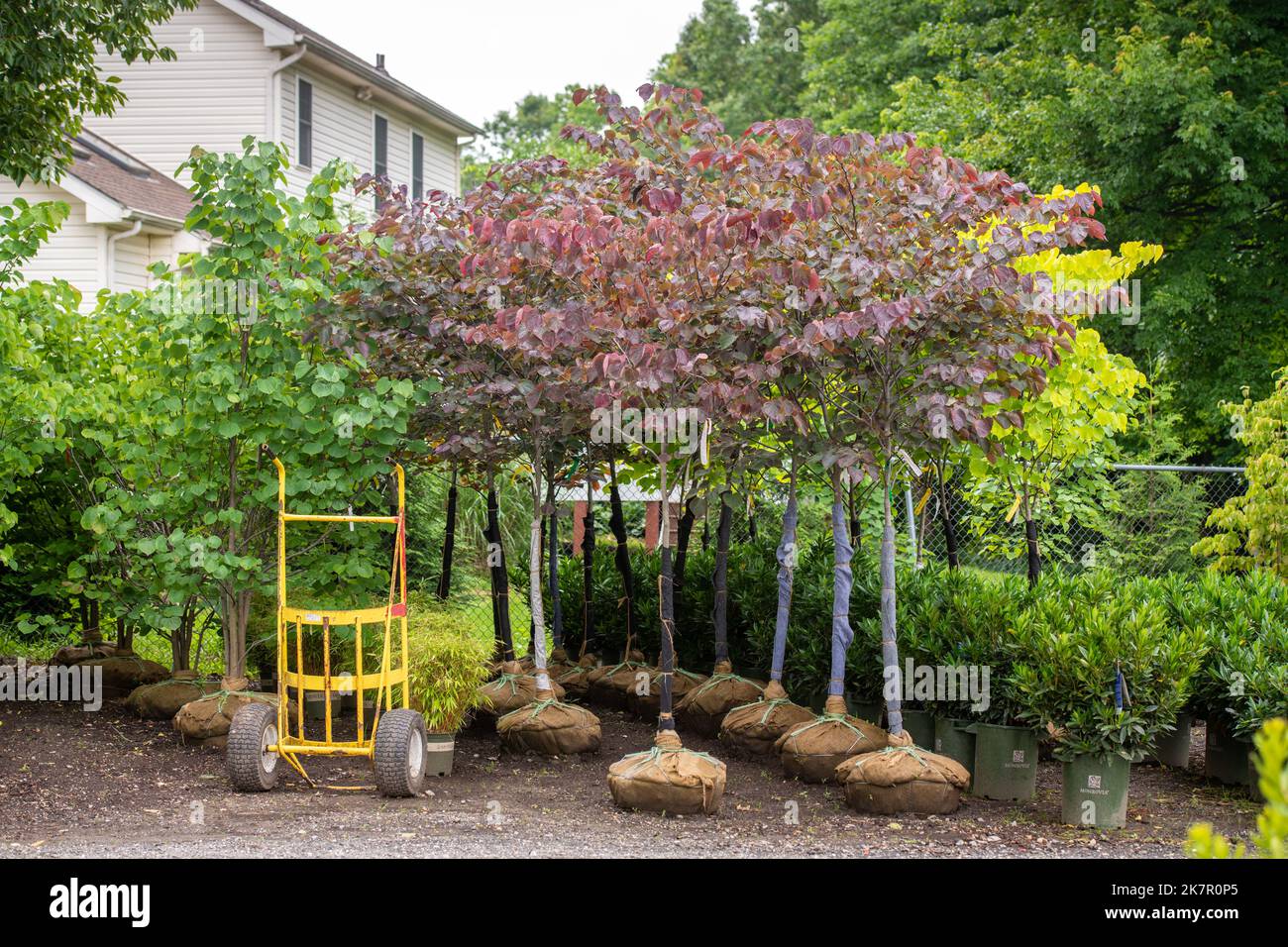 Frange Tree, Chionanthus virginicus. Banque D'Images