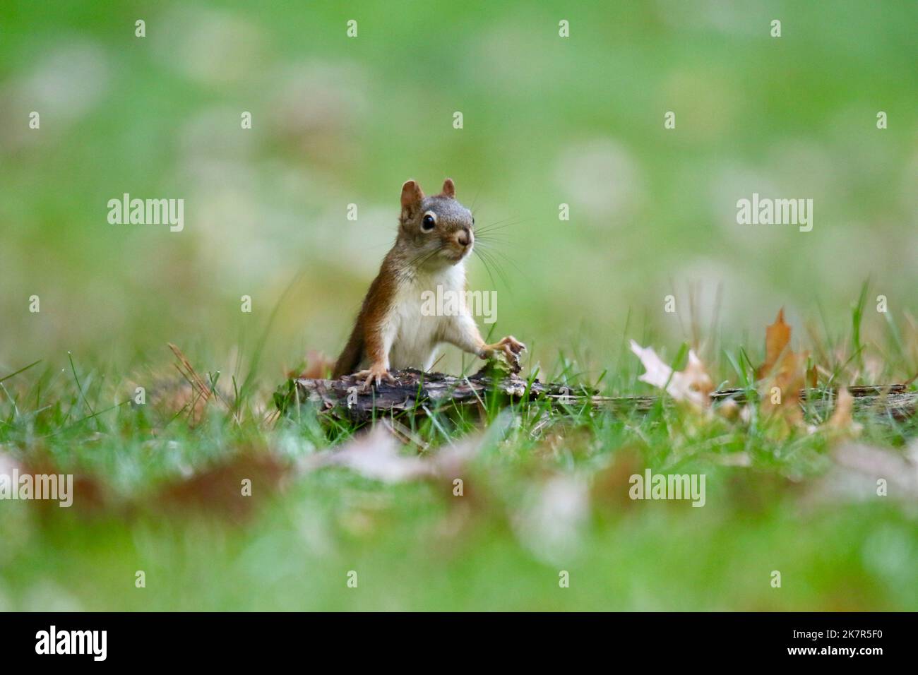 Red Squirrel en automne s'arrête pour regarder autour tout en se prélatant pour des acorns Banque D'Images