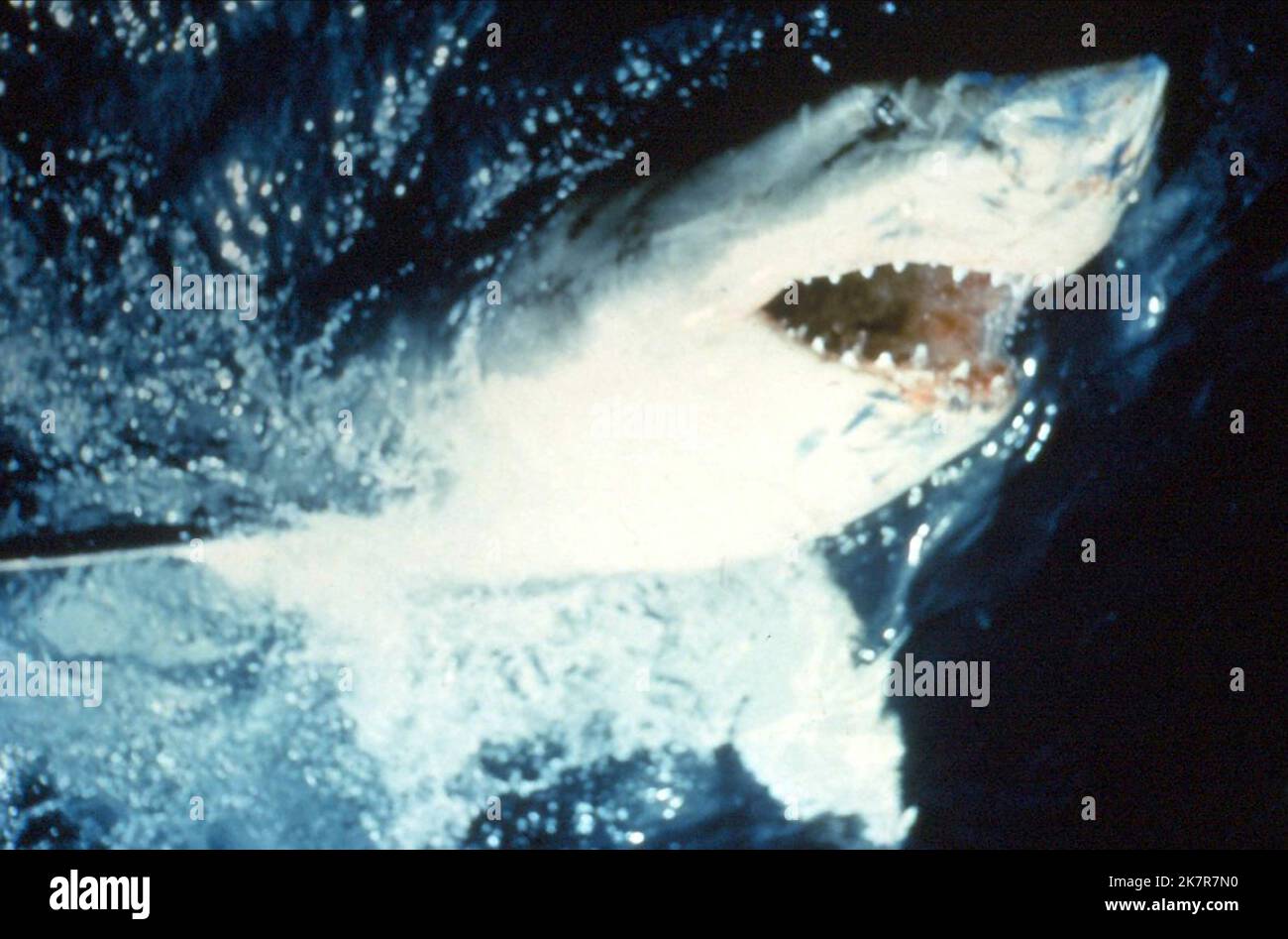 Great White Shark film Jaws (USA 1975) réalisateur : Steven Spielberg 20 juin 1975 **AVERTISSEMENT** cette photographie est à usage éditorial exclusif et est la propriété d'UNIVERSAL et/ou du photographe désigné par la société de production et ne peut être reproduite que par des publications en liaison avec la promotion du film ci-dessus. Un crédit obligatoire pour UNIVERSAL est requis. Le photographe doit également être crédité lorsqu'il est connu. Aucune utilisation commerciale ne peut être accordée sans autorisation écrite de The film Company. Banque D'Images
