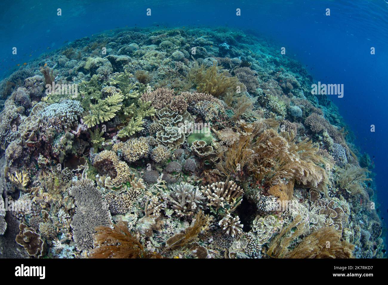 Un incroyable récif de corail pousse dans les échalotes près d'une île éloignée en Indonésie. Cette région tropicale abrite une biodiversité marine extrêmement élevée. Banque D'Images