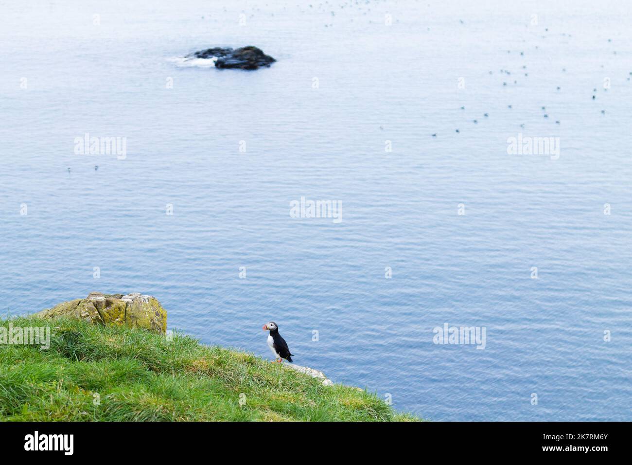 Macareux moine de Borgarfjordur fjord, est de l'Islande. La faune de l'Islande. Macareux moine commun. Fratercula arctica Banque D'Images Macareux moine de Borgarfjordur fjord, est de l'Islande. La faune de l'Islande. Macareux moine commun. Fratercula arctica Banque D'Images