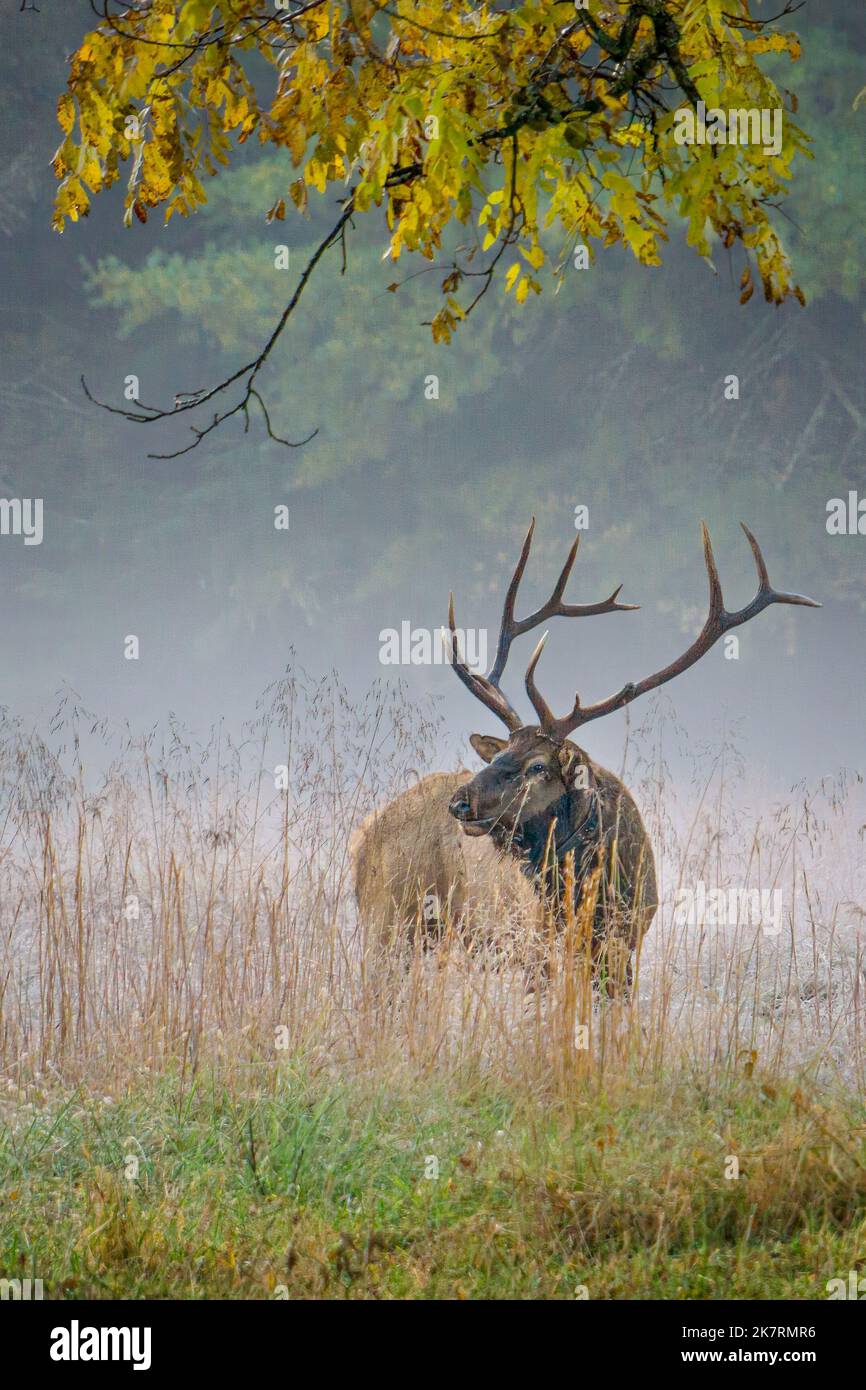 Les wapitis de taureau se trouvent dans la brume de la vallée de Cataloochee, dans le parc national des Great Smoky Mountains, sous les feuilles d'automne. Banque D'Images