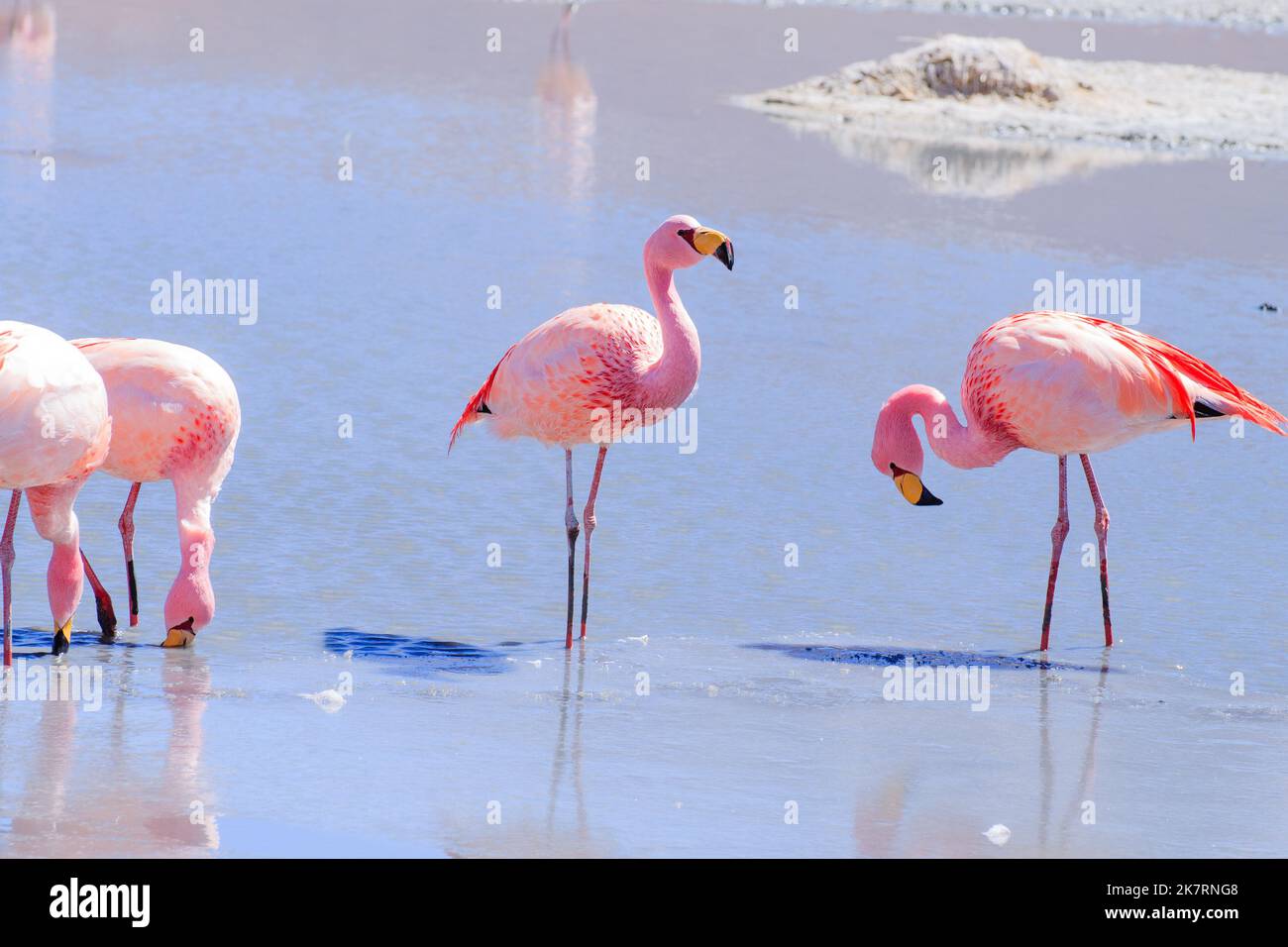 Laguna Hedionda flamants, la Bolivie. La faune andine. Lagune bolivienne Banque D'Images