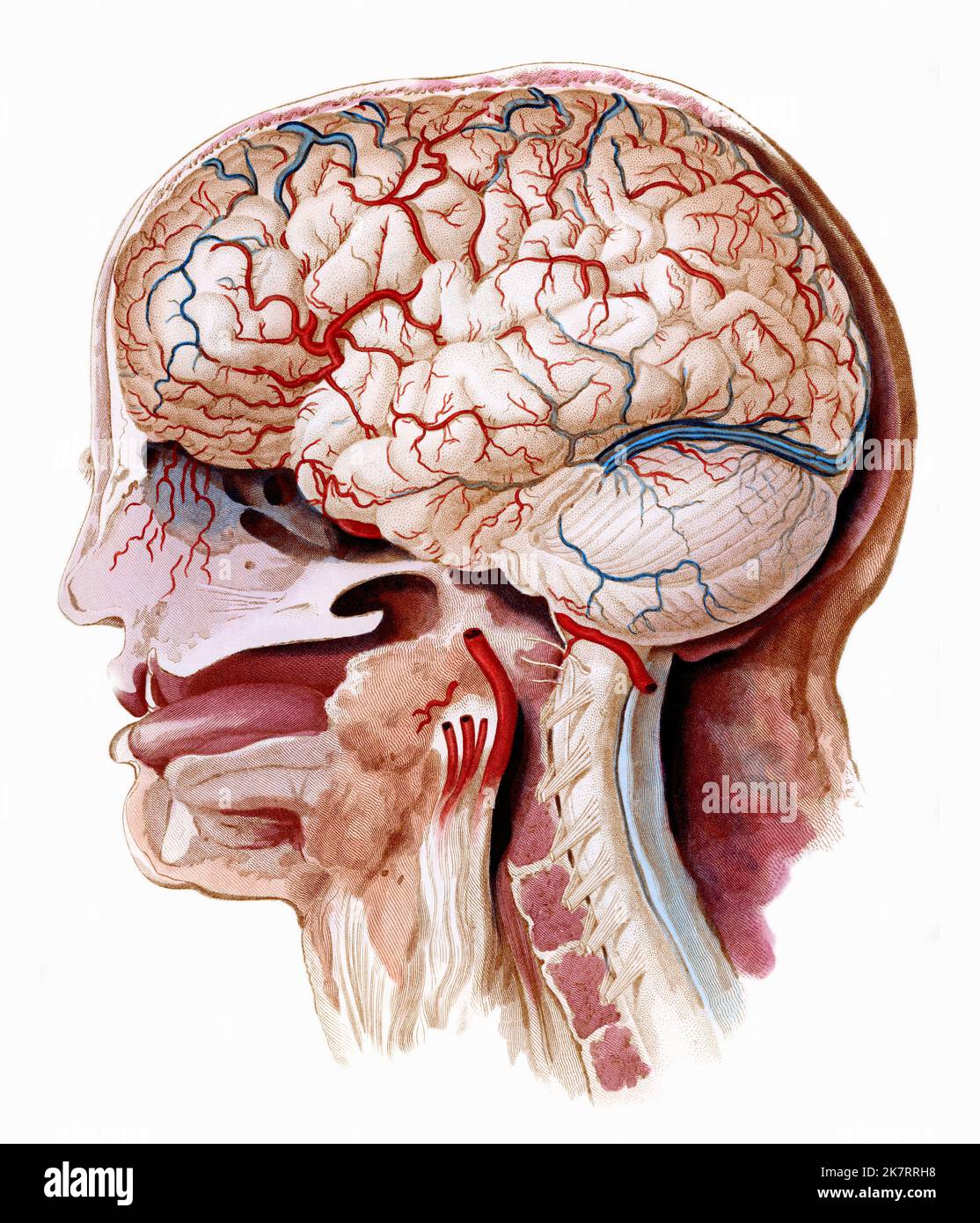 Cerveau et cou, illustration. Vue latérale montrant au niveau de la ...