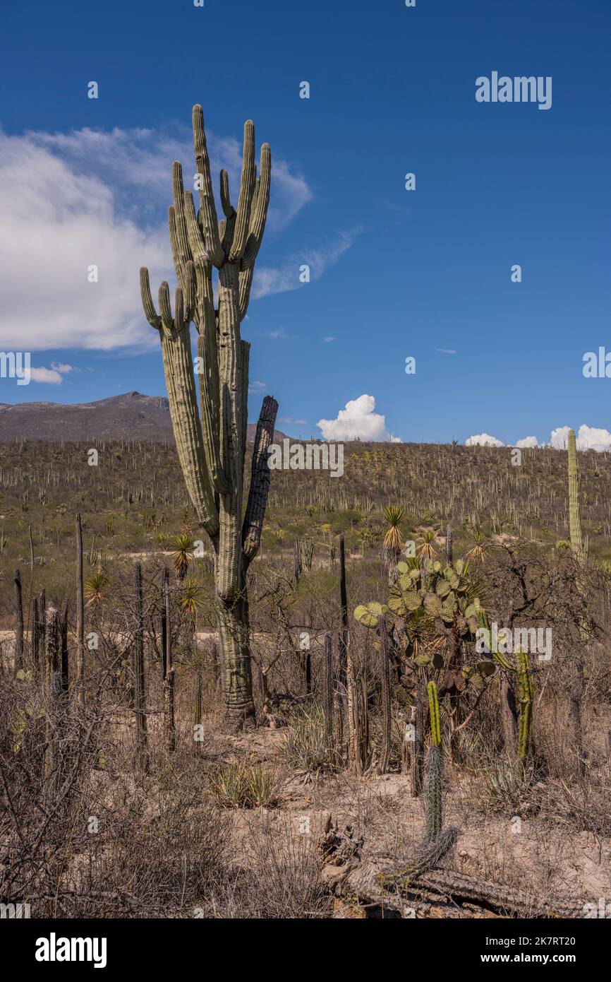 Paysage avec des cactus Neobuxbaumia tetzo (Tetzo) à la Réserve de biosphère de Tehuacan-Cuicatlan (site classé au patrimoine mondial de l'UNESCO) près du village de Zapot Banque D'Images