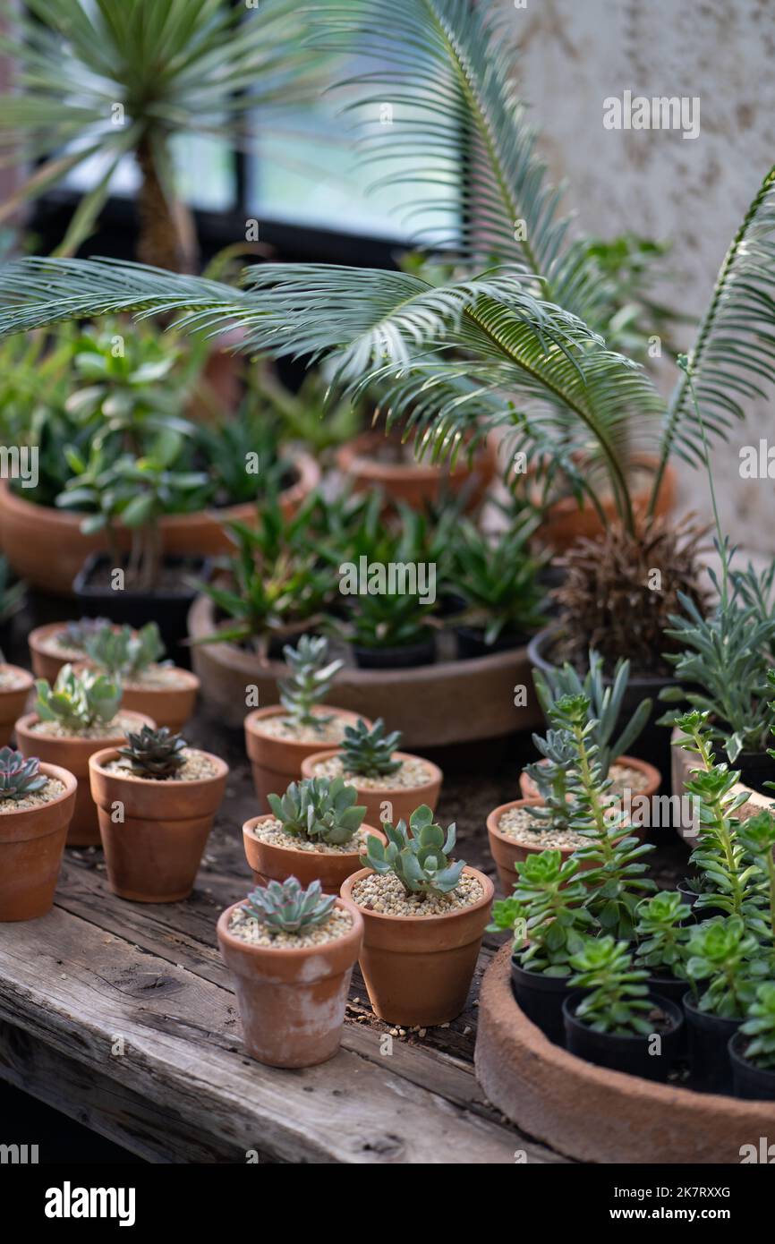 Magasin d'usine confortable avec pots de jardinières sur une vitrine en bois. Maison studio de design floral. Petite entreprise. Banque D'Images