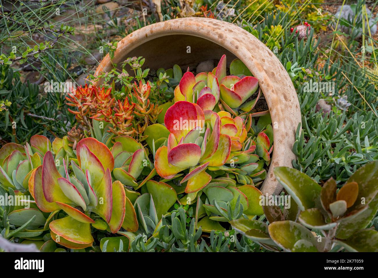 Le jardin des vives Verde (parc) de San Pablo Cuatro Venados, Oaxaca, Mexique, compte plus de 200 espèces de plantes diverses, dont la majorité sont des ende Banque D'Images