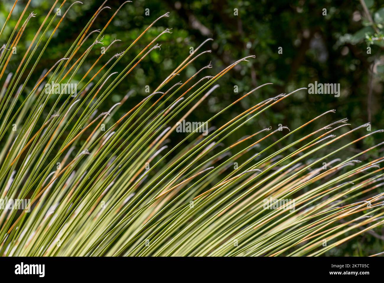 Le jardin des vives Verde (parc) de San Pablo Cuatro Venados, Oaxaca, Mexique, compte plus de 200 espèces de plantes diverses, dont la majorité sont des ende Banque D'Images