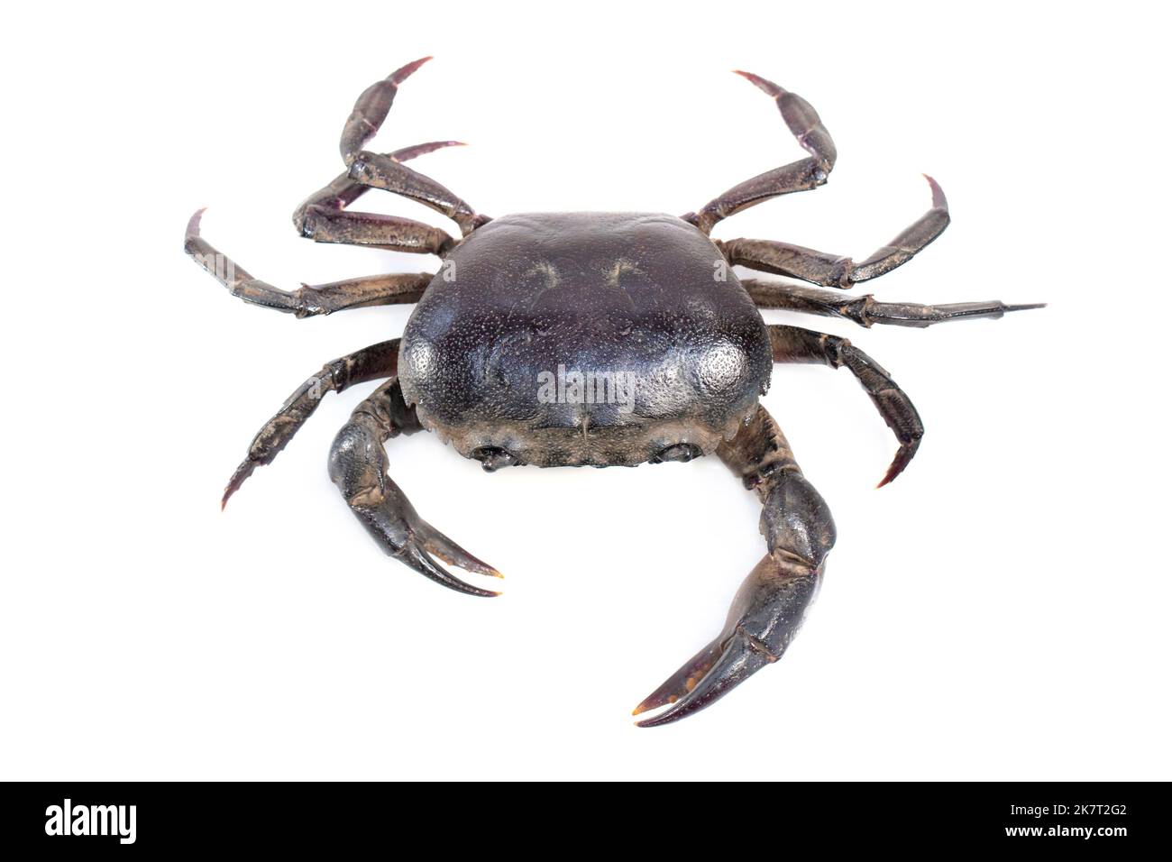 Image du crabe (crabe de champ) isolé sur fond blanc. Nourriture. Animal. Banque D'Images