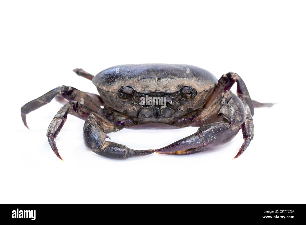 Image du crabe (crabe de champ) isolé sur fond blanc. Nourriture. Animal. Banque D'Images