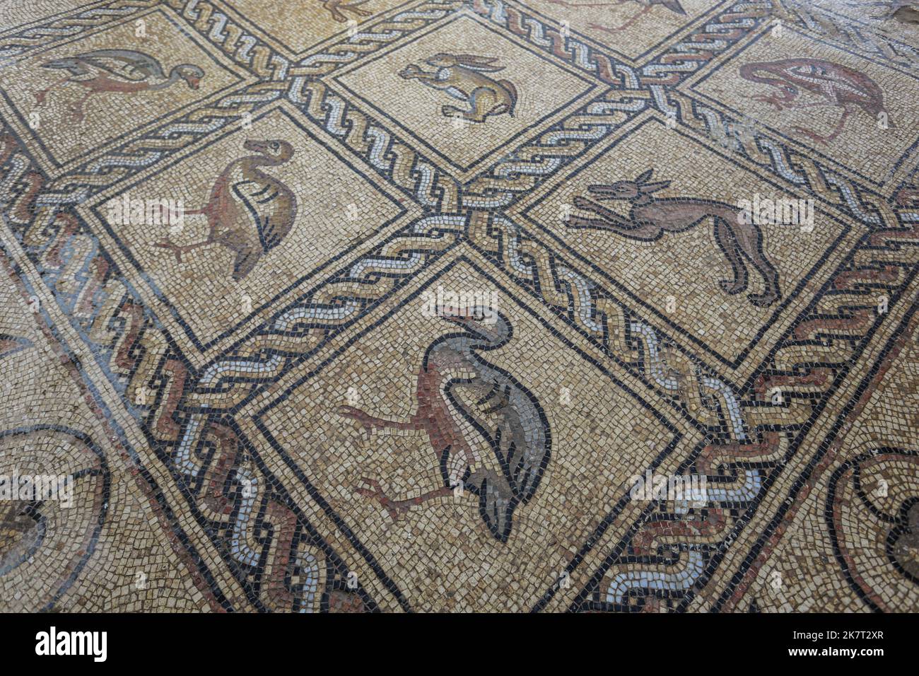 Détail du sol en mosaïque de l'époque byzantine découvert récemment par un agriculteur palestinien à Bureij, dans le centre de la bande de Gaza. Le fermier palestinien dit qu'il a trébuché dessus tout en plantant un olivier le printemps dernier et l'a tranquillement fouillé pendant plusieurs mois avec son fils. Les experts disent que la découverte du sol en mosaïque - qui comprend 17 images bien conservées d'animaux et d'oiseaux - est l'un des plus grands trésors archéologiques de Gaza. Ils disent qu'il attire l'attention sur la nécessité de protéger les antiquités de Gaza, qui sont menacées par le manque de ressources et la menace constante de lutter contre Banque D'Images