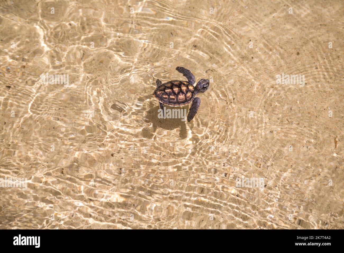 Une petite tortue de mer verte nouvellement éclos, Chelonia mydas, une espèce en voie de disparition, prenant un souffle dans l'océan pour la première fois au large de l'île de Yap, M. Banque D'Images