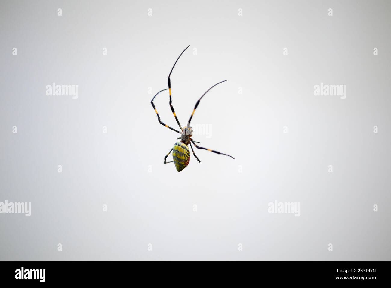 Une araignée femelle dans son web. Cette araignée est Trichonila clavata, également connue sous le nom d'araignée Jorō. Banque D'Images