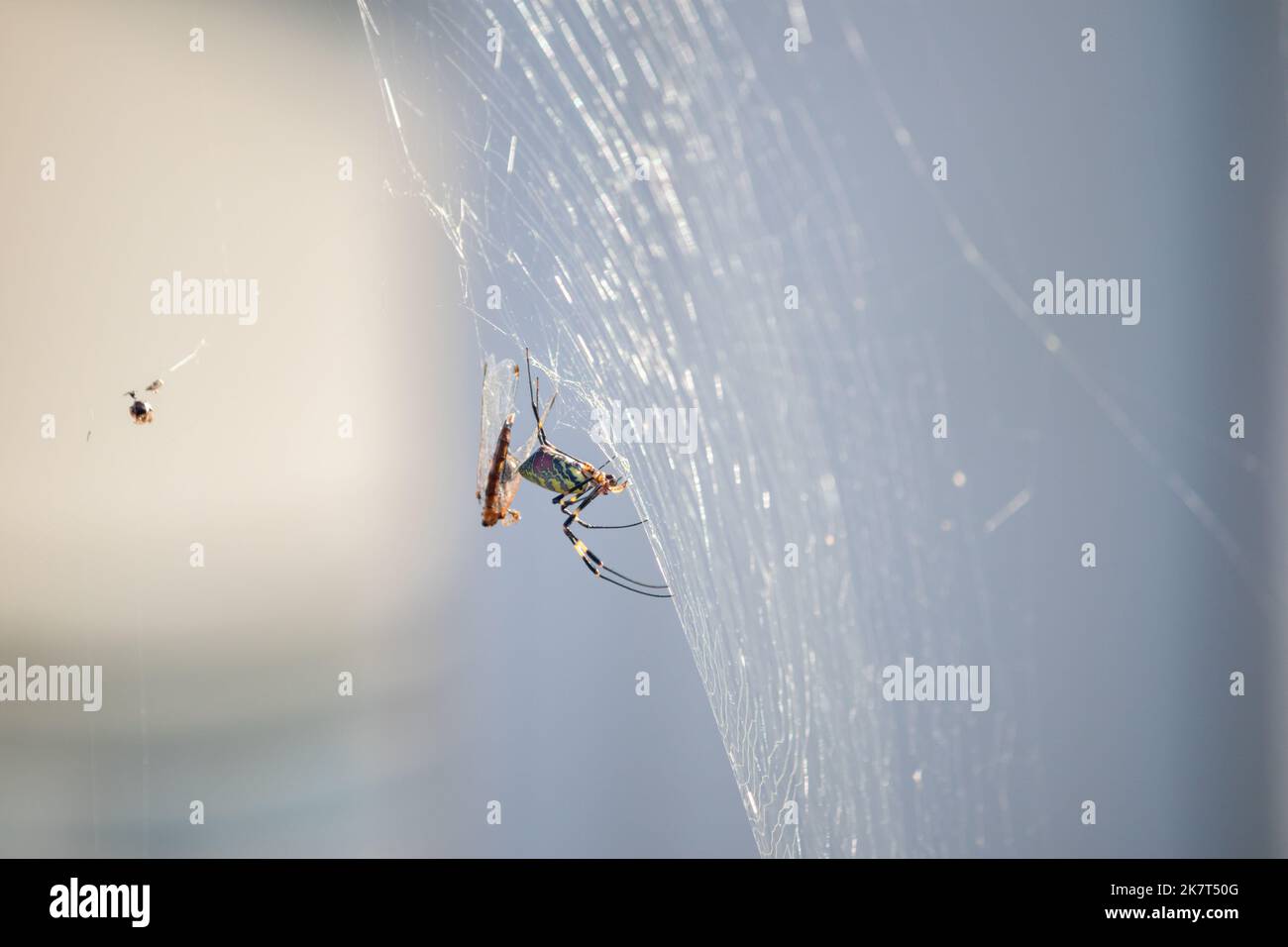 Une araignée femelle a capturé des libellules rouges dans son Web. Cette araignée est Trichonila clavata, également connue sous le nom d'araignée Jorō. Banque D'Images
