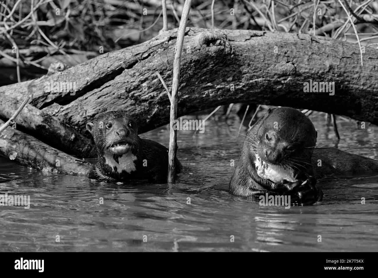 Otter géant mangeant un poisson dans la rivière Cuiaba avec le pup regardant Banque D'Images