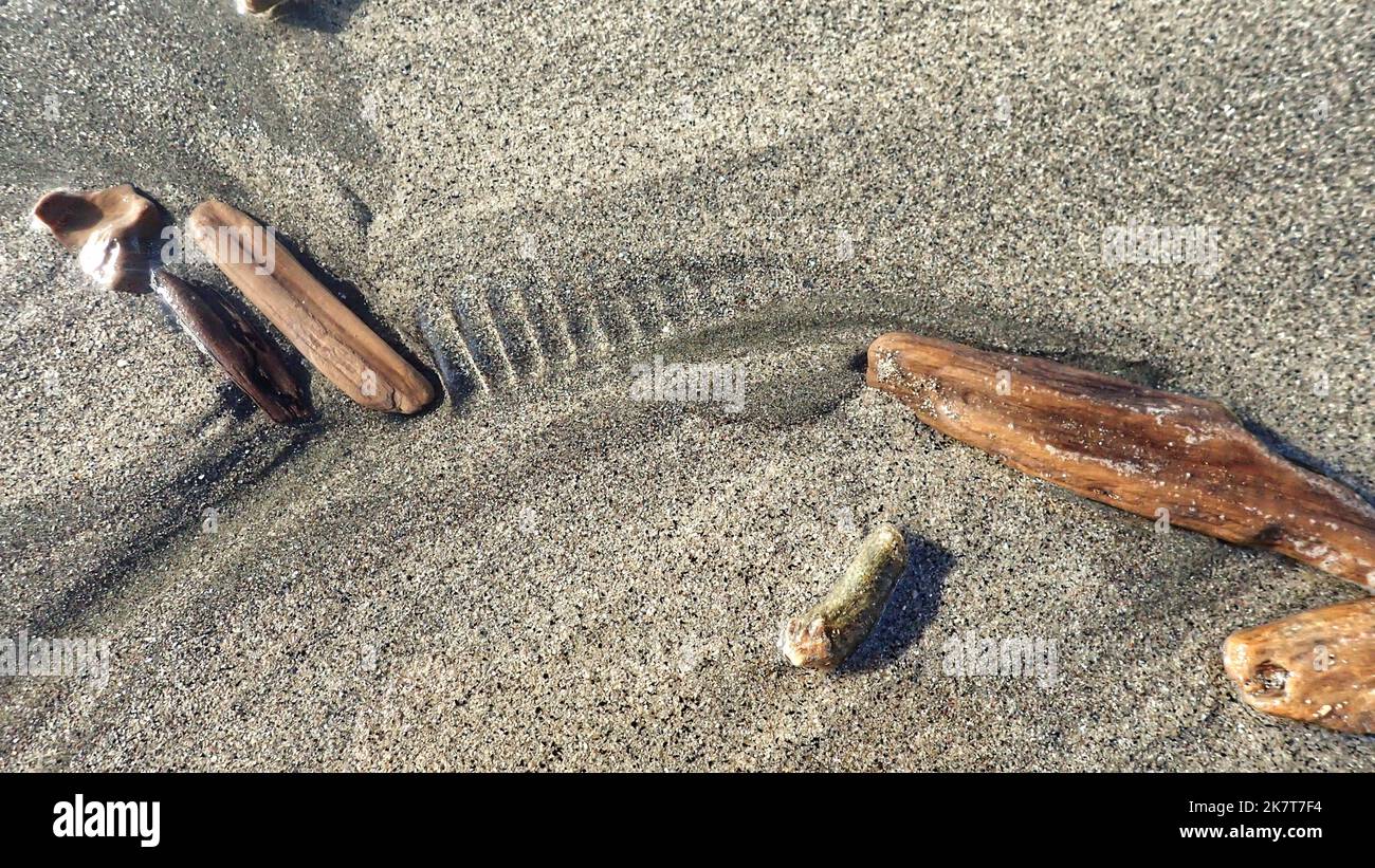 Bois flotté sur sable gris dans un motif naturel laissé par la marée descendante Banque D'Images