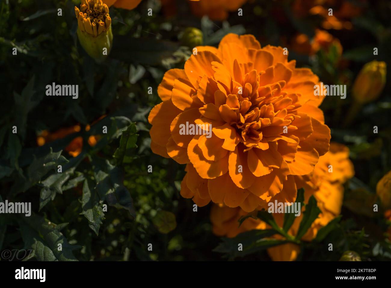 Fond floral - fleurs brillantes orange marigolds - fleur traditionnelle, qui est utilisé comme décoration, assaisonnement, médecine Banque D'Images