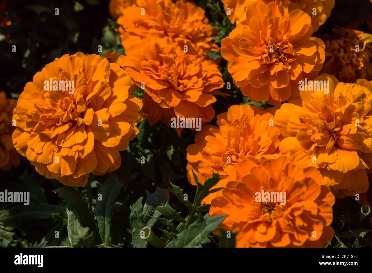 Fond floral - fleurs brillantes orange marigolds - fleur traditionnelle, qui est utilisé comme décoration, assaisonnement, médecine Banque D'Images