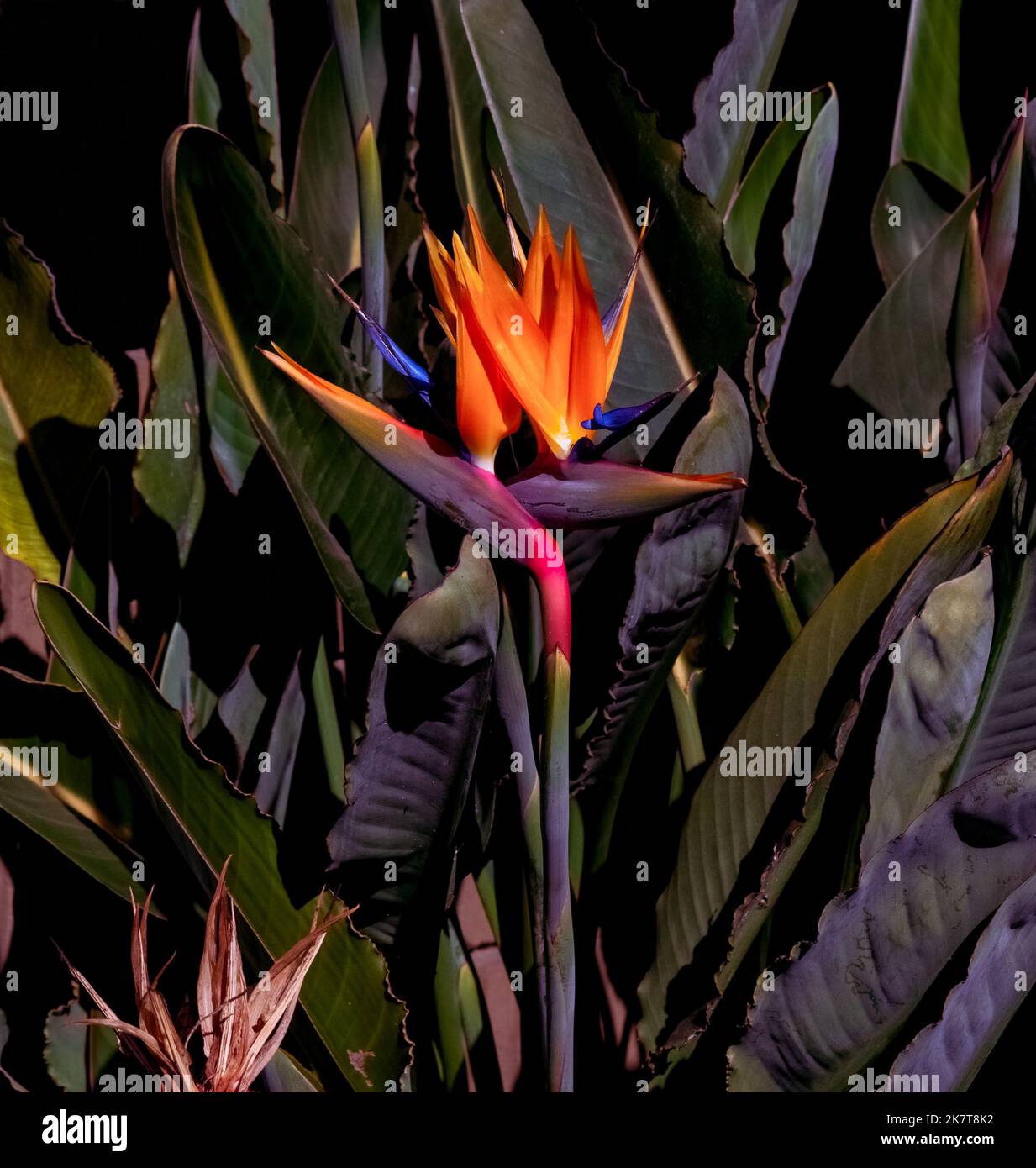 deux fleurs d'oiseau de paradis à longue tige dans un cadre de jardin Banque D'Images