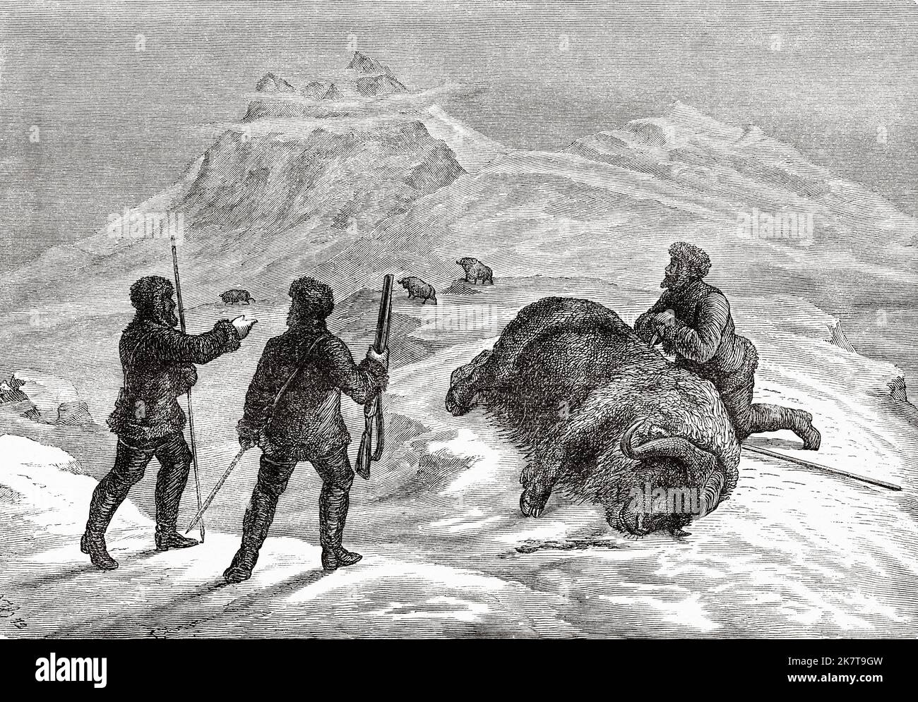 La chasse au boeuf musqué. Deuxième expédition allemande au pôle Nord avec les navires Germania et Hansa, 1869 Banque D'Images