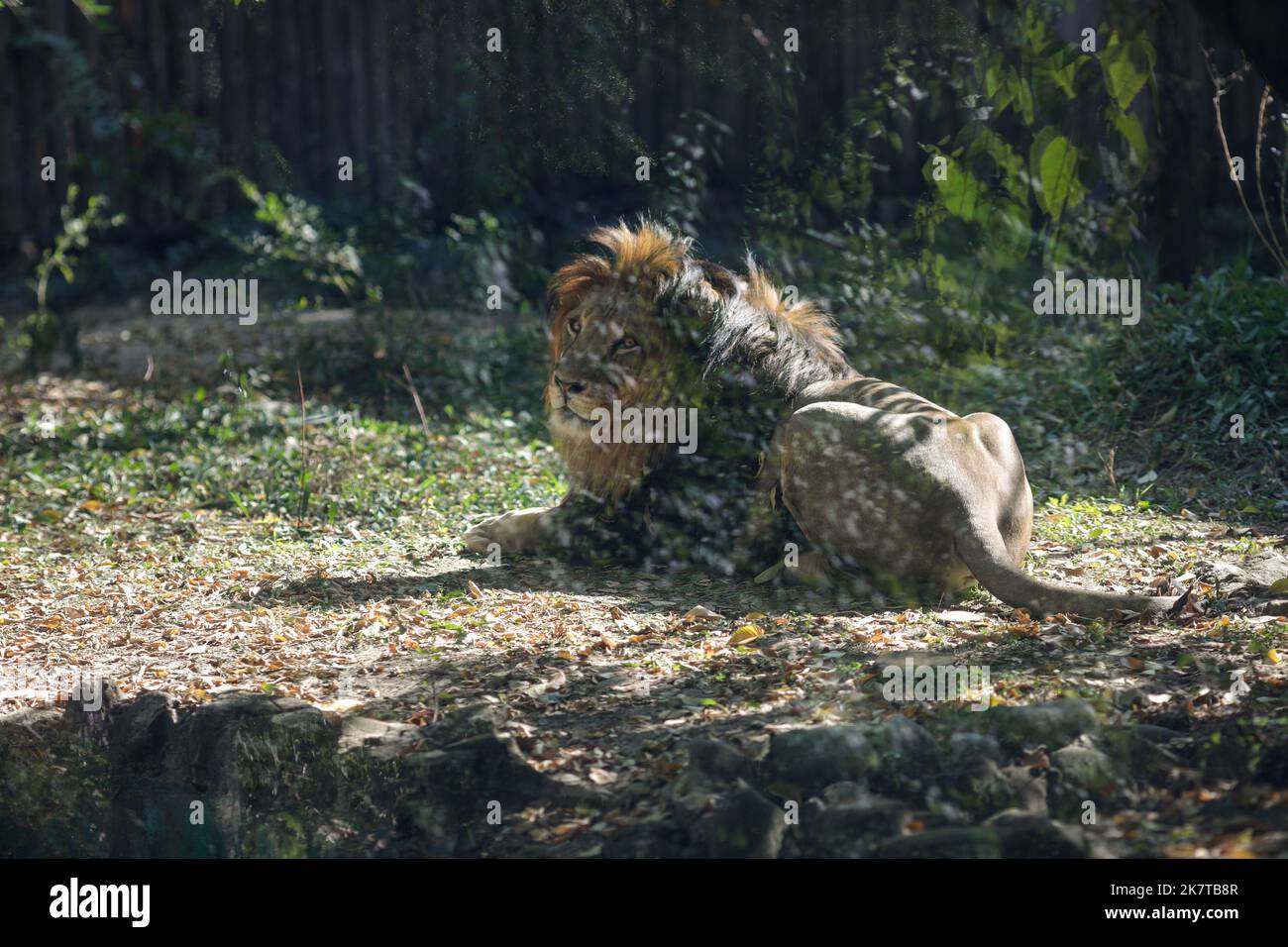 Lion en cage dans un zoo d'Europe de l'est. Animaux sauvages en cage. Abus d'animaux. Banque D'Images