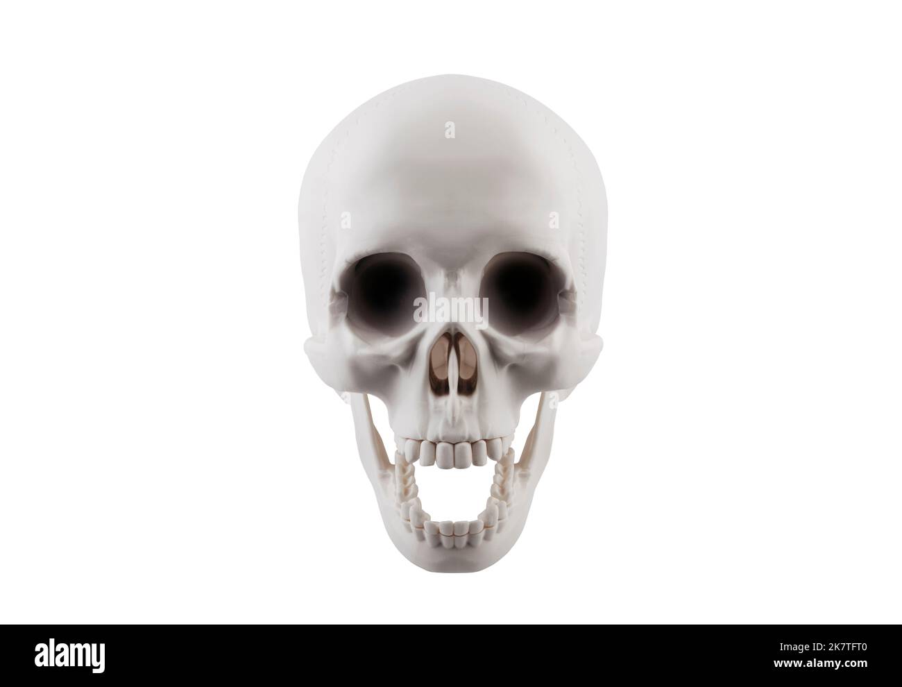 Crâne humain avec open jaw isolé sur fond blanc avec clipping path Banque D'Images