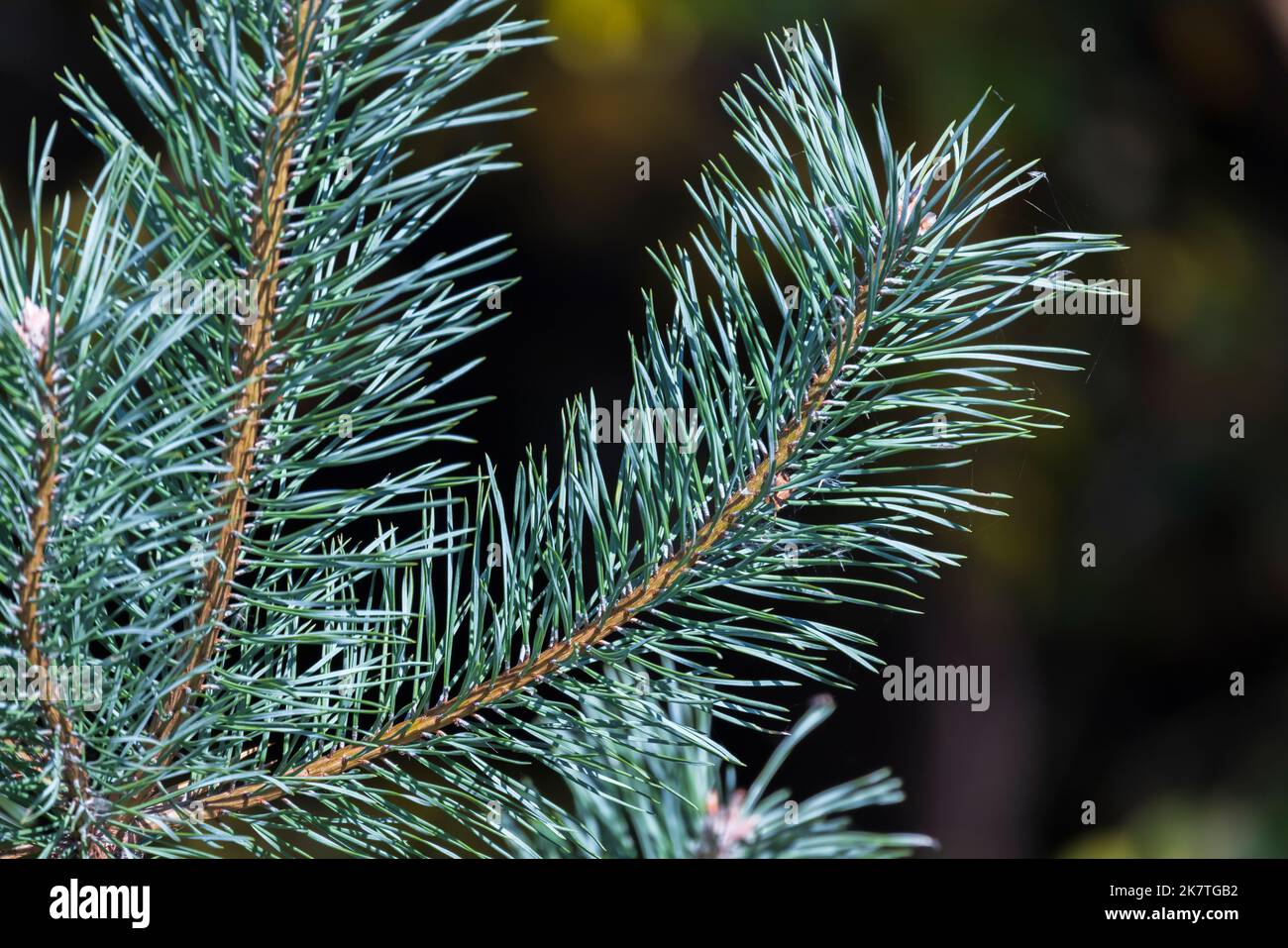 La branche de pin avec des aiguilles vertes est sur fond naturel flou. Gros plan avec mise au point douce sélective Banque D'Images