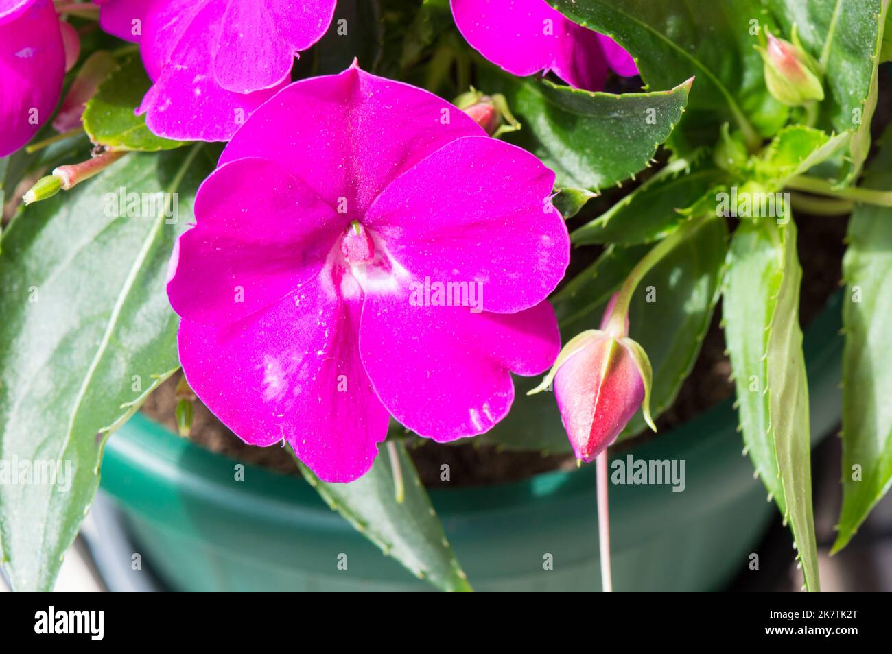 Fleur d'impatiens de Nouvelle-guinée avec fuchsia vif, fleur de jardin d'accueil Banque D'Images