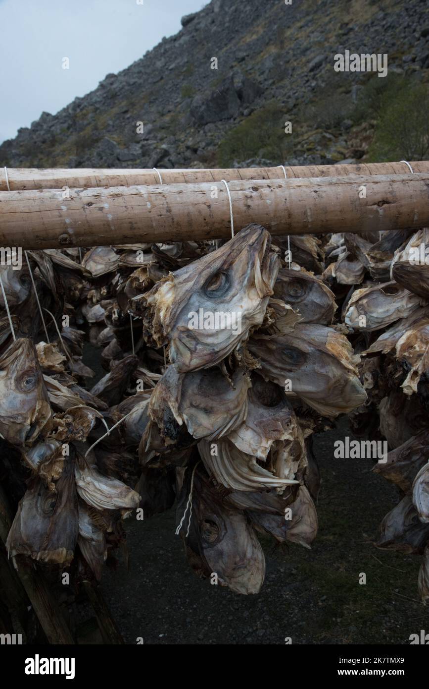 Après séchage à partir de poissons à bestiaux seulement les têtes de la cabillaud reamain sur le rack en bois de Vestvågøya qui est l'une des îles Lofoten en Norvège. Banque D'Images