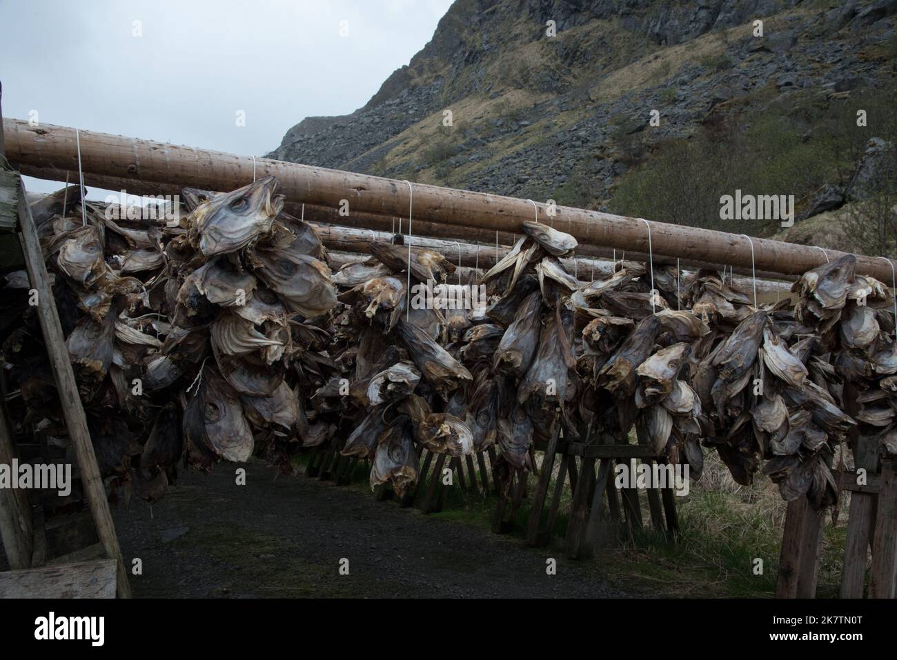 Après séchage à partir de poissons à bestiaux seulement les têtes de la cabillaud reamain sur le rack en bois de Vestvågøya qui est l'une des îles Lofoten en Norvège. Banque D'Images