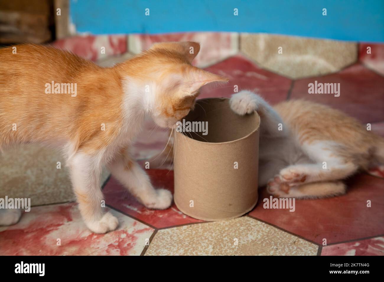 Deux chatons orange blanc mignons jouant avec un tube en carton Banque D'Images