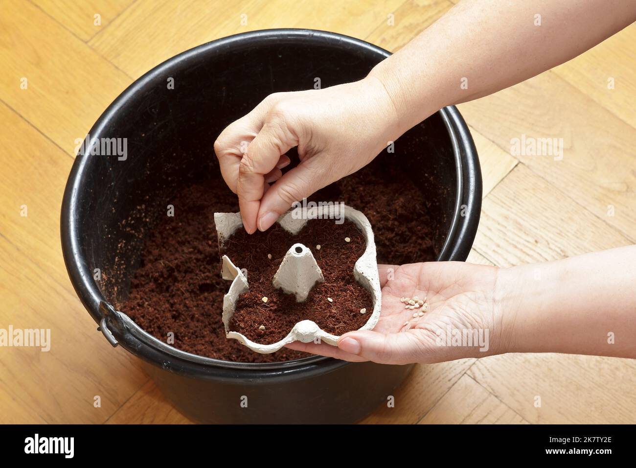 Instructions étape par étape pour les plants de tomate à croissance économique à partir de semences sur un seuil de fenêtre: 2. Déposer deux graines sur le sol de chaque pot ou cellule de départ. Banque D'Images