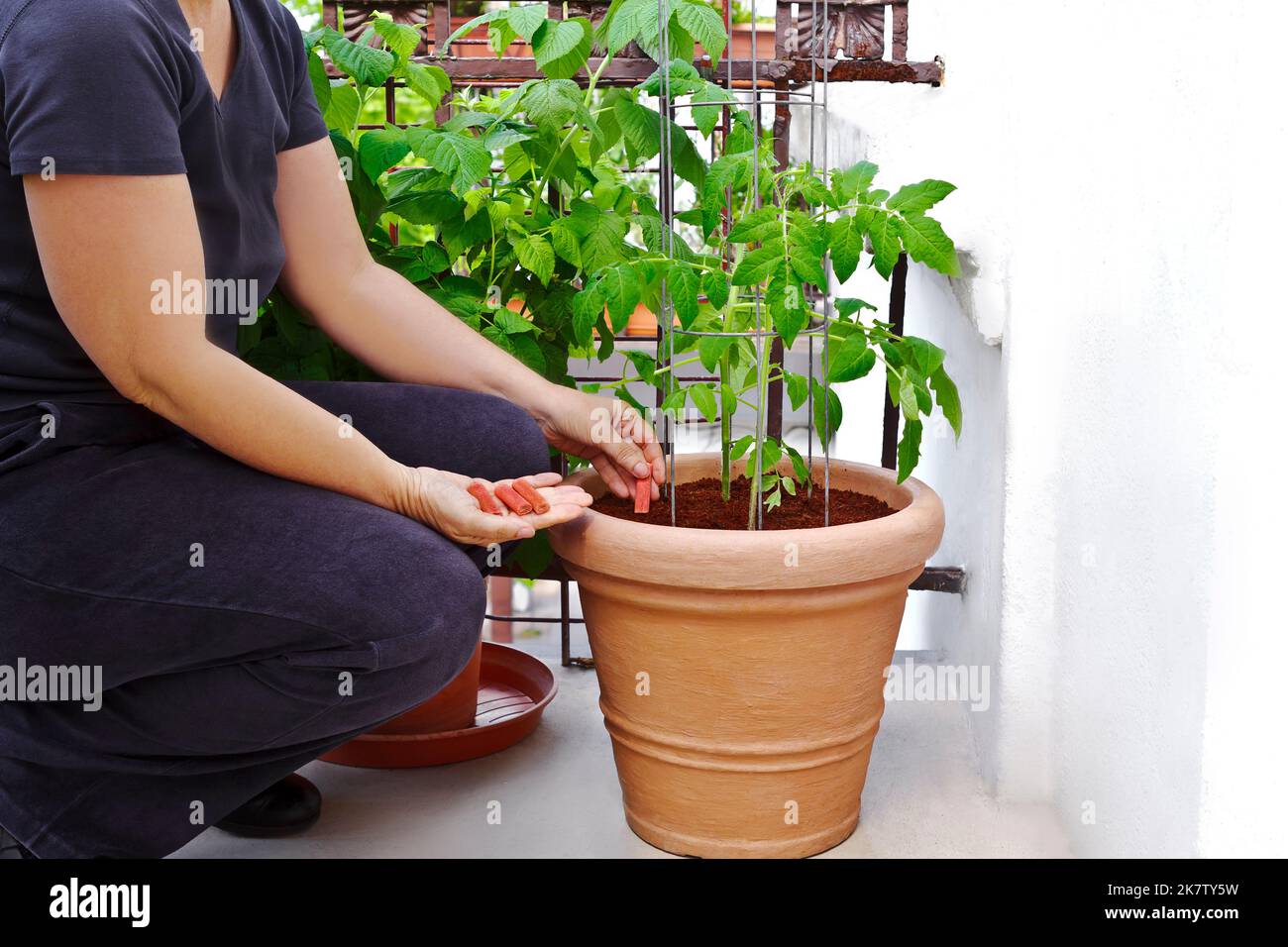 Instructions étape par étape pour la culture de tomates sur les balcons: 10. Appliquer une cage de tomates et beaucoup de pointes d'engrais et d'eau pendant l'été. Banque D'Images