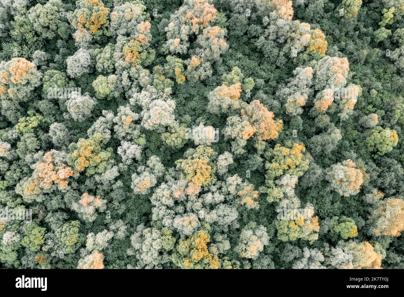 Drone aérien photo regarder sur forêt d'été magique. Arrière-plan de la nature. Photographie de paysage Banque D'Images