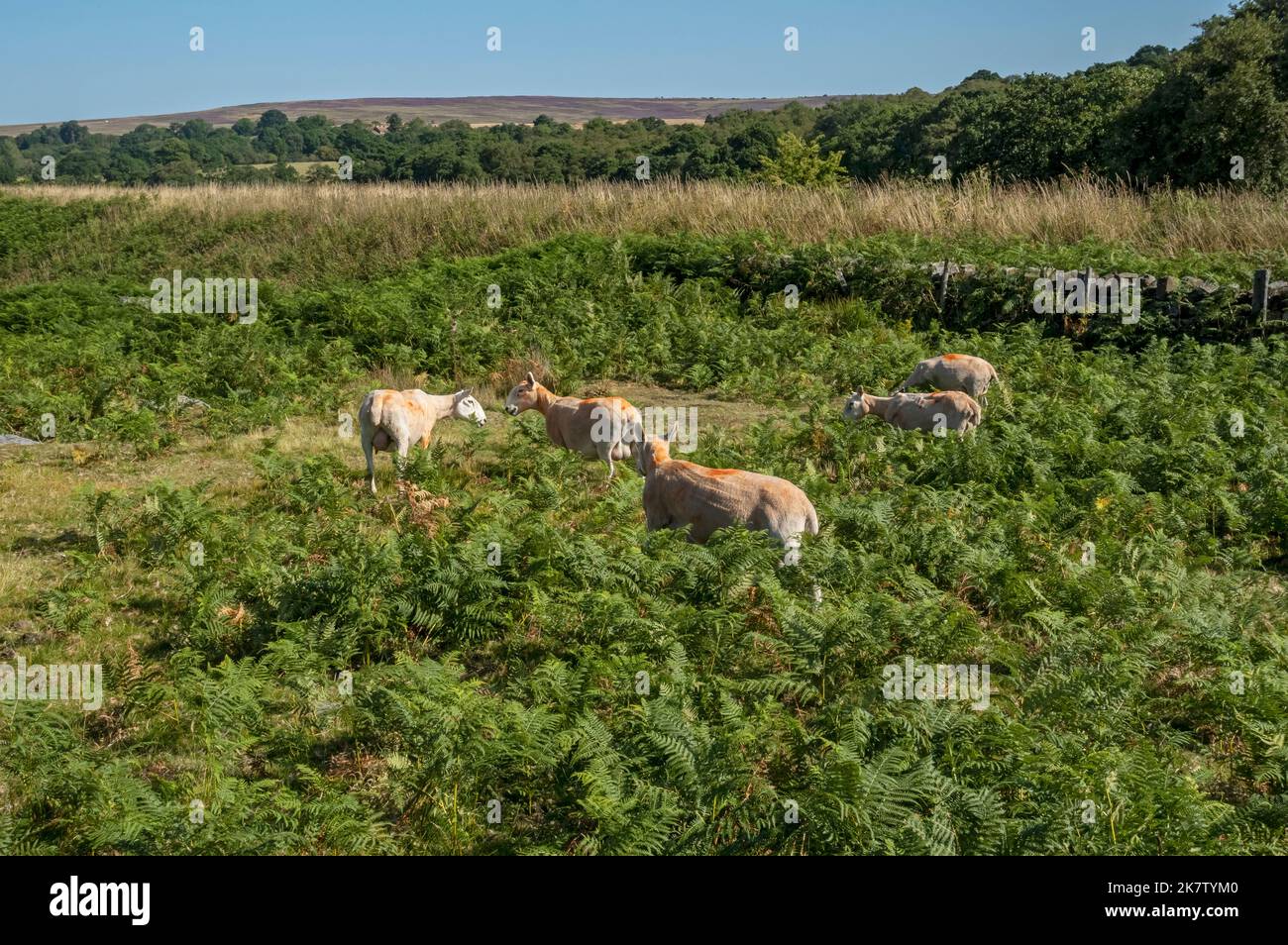 Troupeau de moutons en roaming paissant sur des landes ouvertes en été près de Goathland North York Moors National Park North Yorkshire Angleterre Royaume-Uni GB Banque D'Images