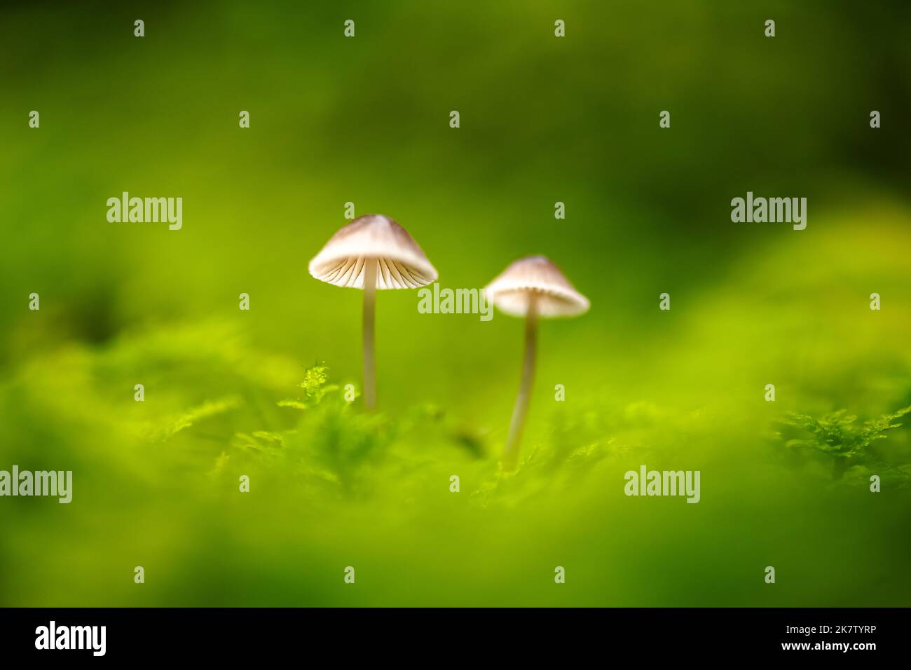 Belle photo macro de deux champignons de la forêt en mousse. Photographie macro nature Banque D'Images