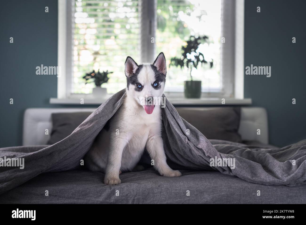 Un petit chien blanc chiot race husky sibérien avec de beaux yeux bleus sous le tapis gris. Photographie de chiens et d'animaux de compagnie Banque D'Images