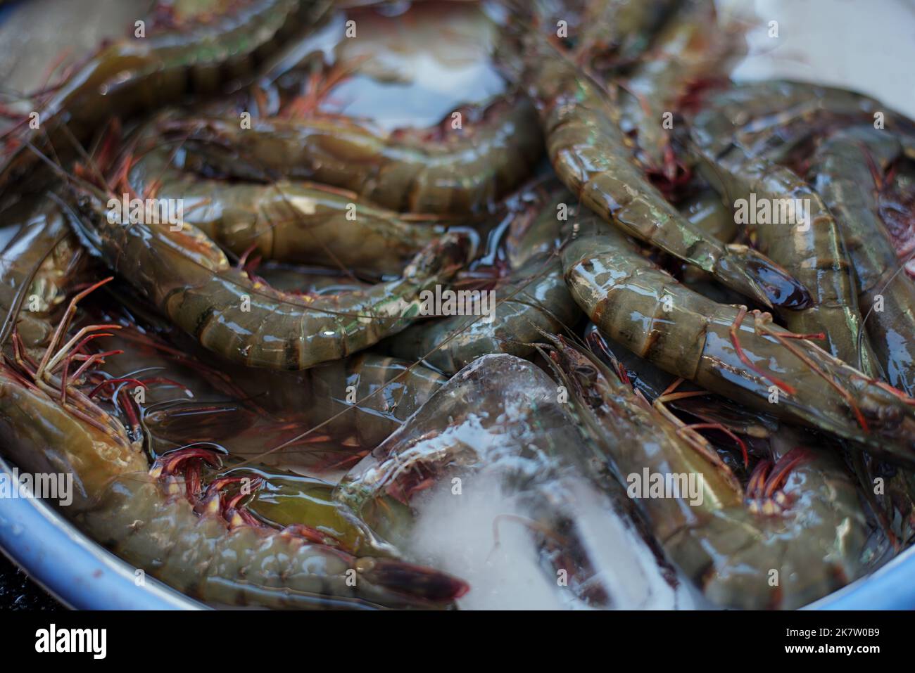 Crevettes communes à la vente sur le marché frais de Nha Trang. Banque D'Images