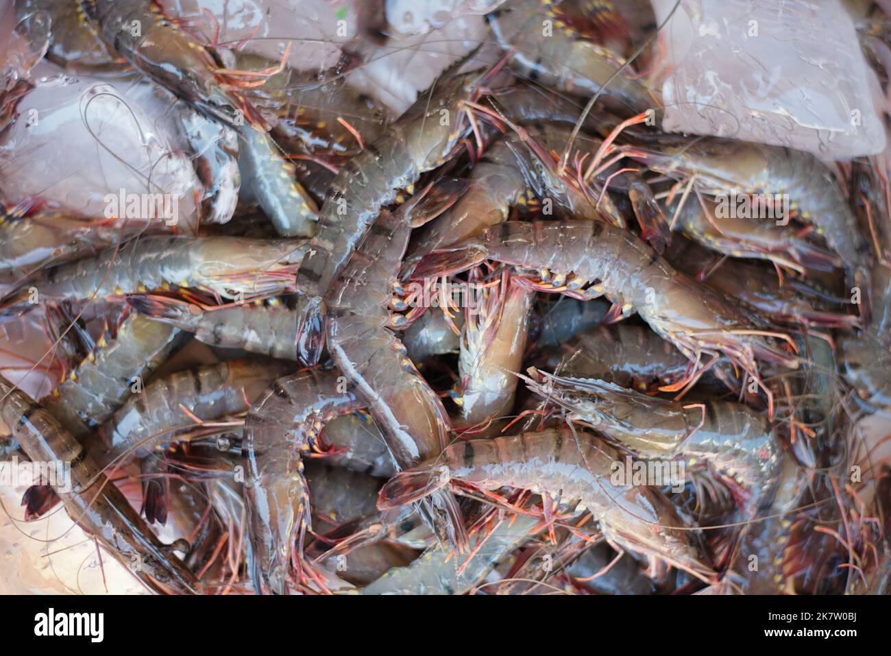 Crevettes communes à la vente sur le marché frais de Nha Trang. Banque D'Images