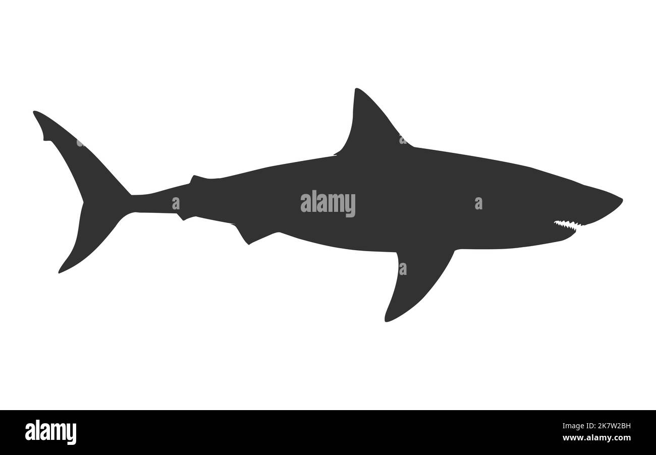 requin grand pointeur blanc silhouette vecteur de vue latérale isolé sur fond blanc Illustration de Vecteur