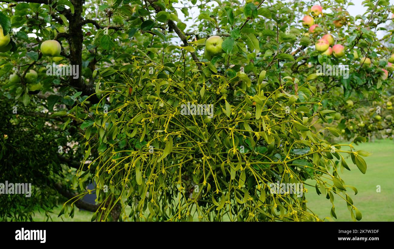 GUI poussant sur un pommier dans un jardin anglais, Royaume-Uni - John Gollop Banque D'Images