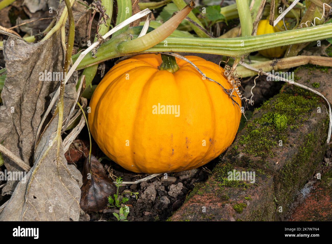 Cucurbita pepo 'Orangita' une courge de légumes d'hiver orange prête pour Halloween, photo Banque D'Images